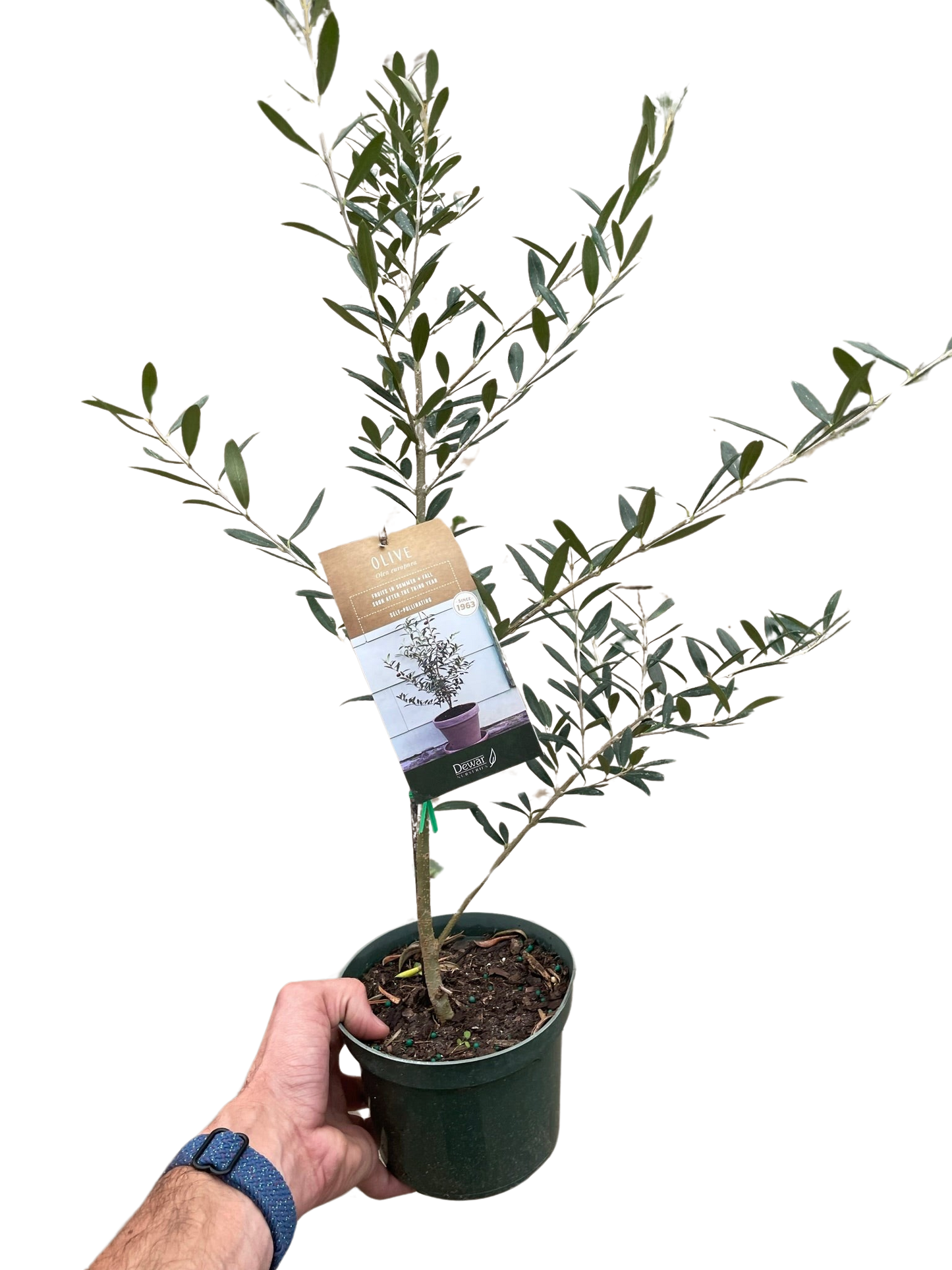 Common Olive Tree (Olea europaea) potted plant