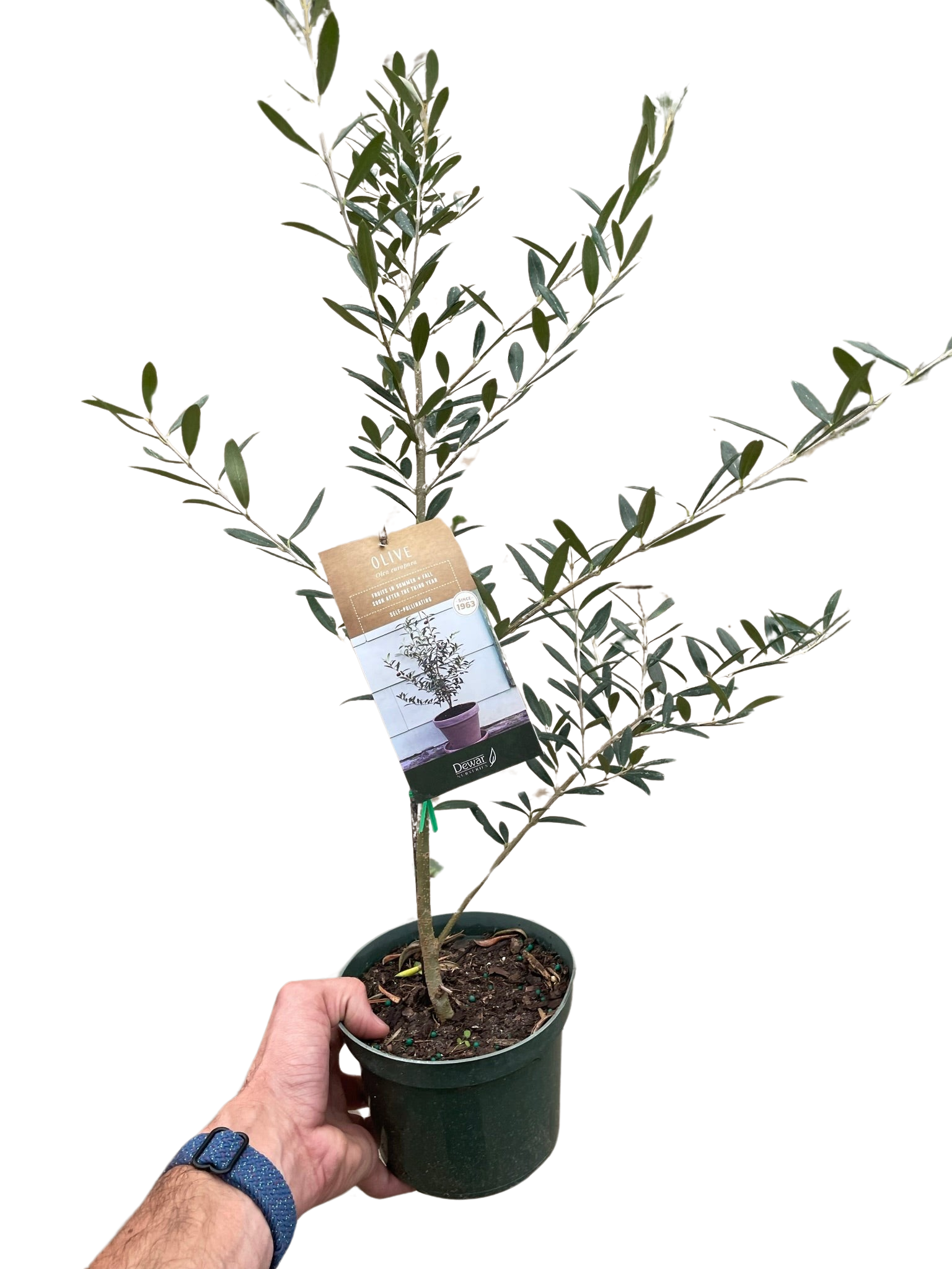 Common Olive Tree (Olea europaea) potted plant