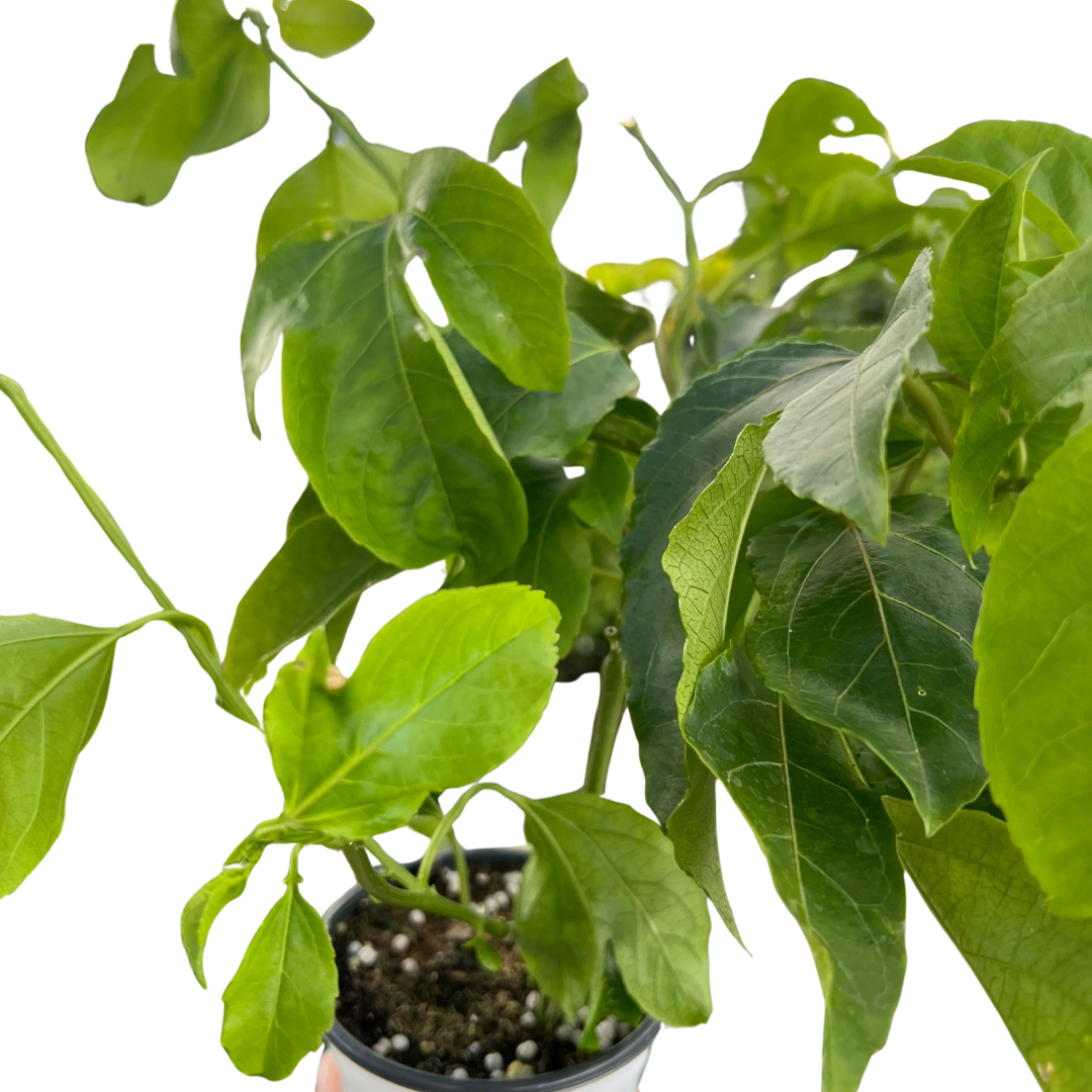 ED Passion Fruit potted plant