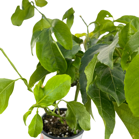 ED Passion Fruit potted plant