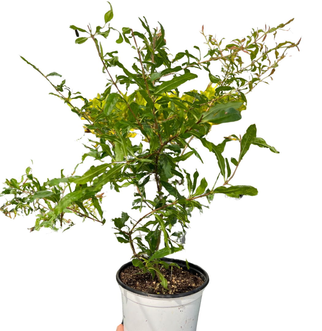 ED Pomegranate potted plant