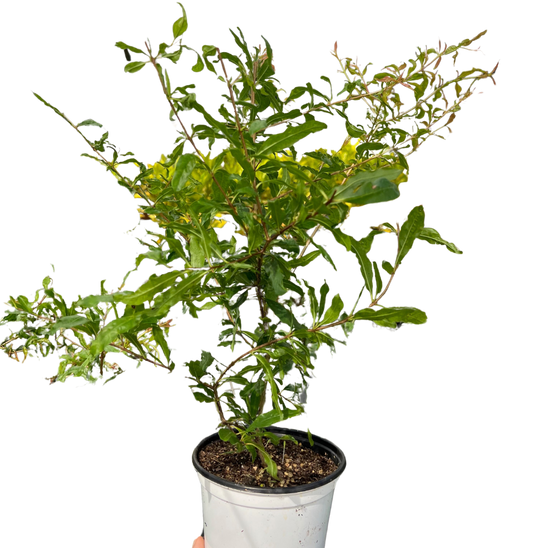 ED Pomegranate potted plant