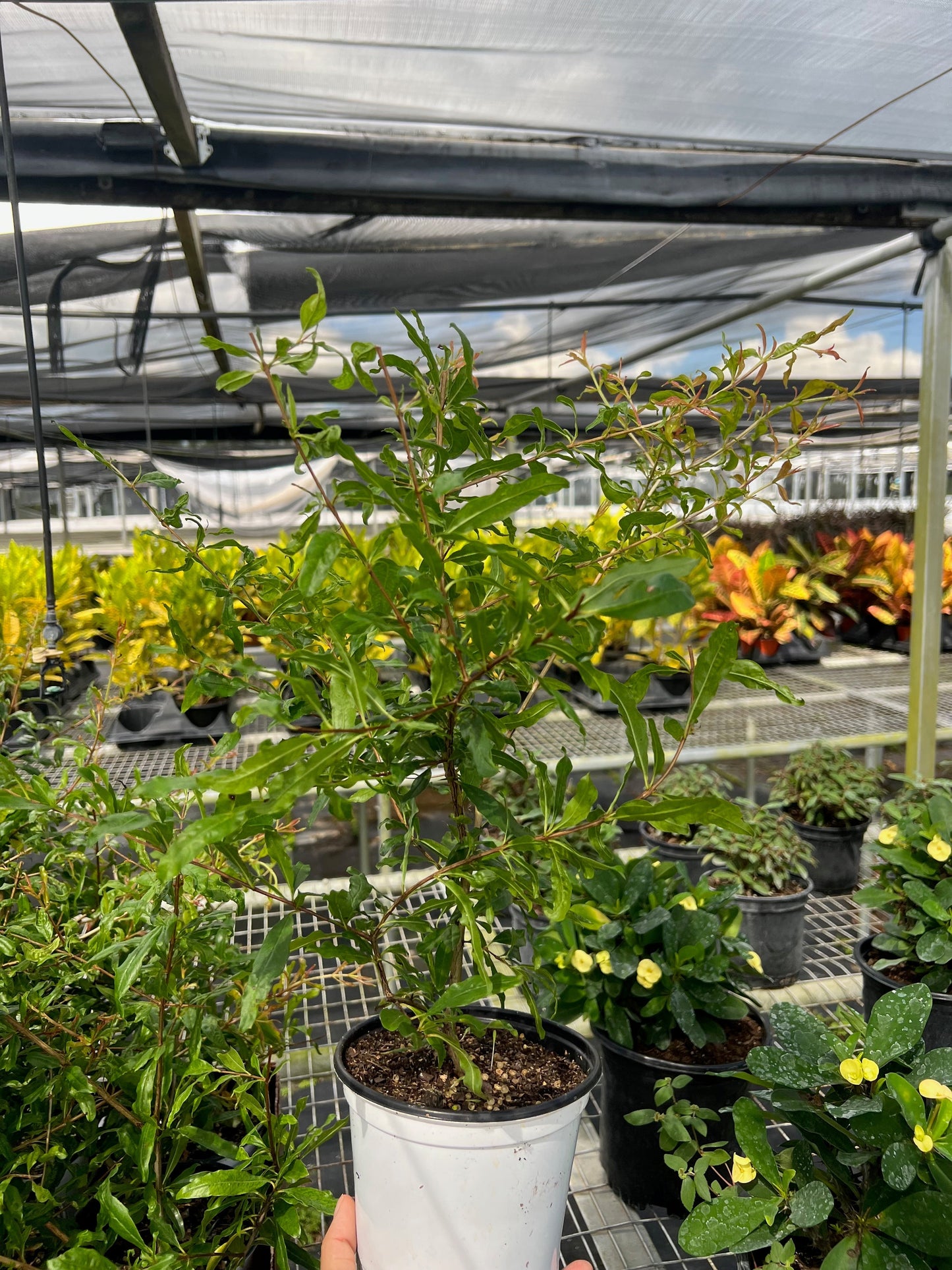 ED Pomegranate potted plant