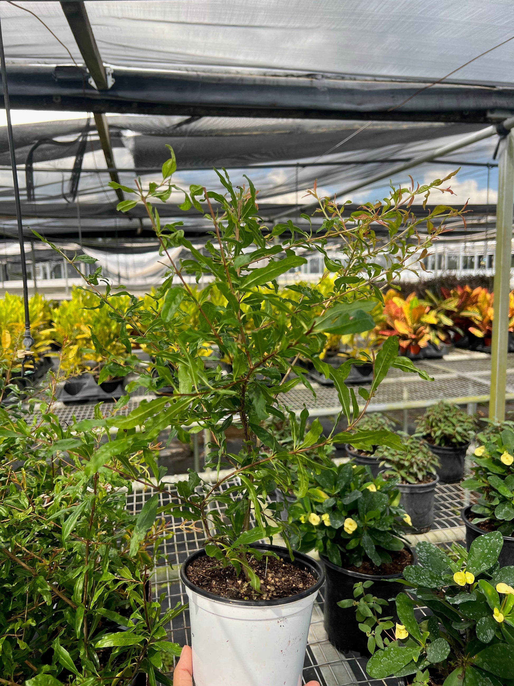 ED Pomegranate potted plant