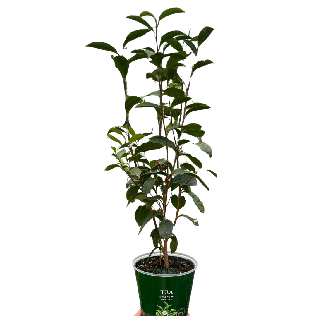 ED Tea potted plant