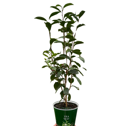 ED Tea potted plant