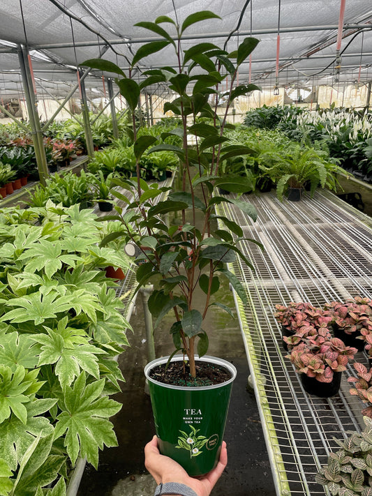 ED Tea potted plant