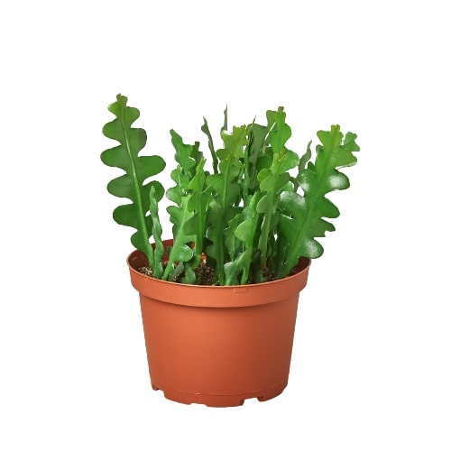 Epiphyllum 'Ric Rac' Cactus potted plant