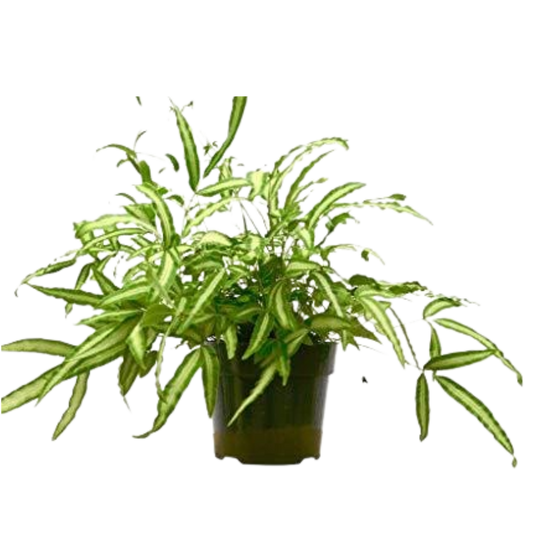 Pteris Cretica 'Albo Fern' 6" potted plant