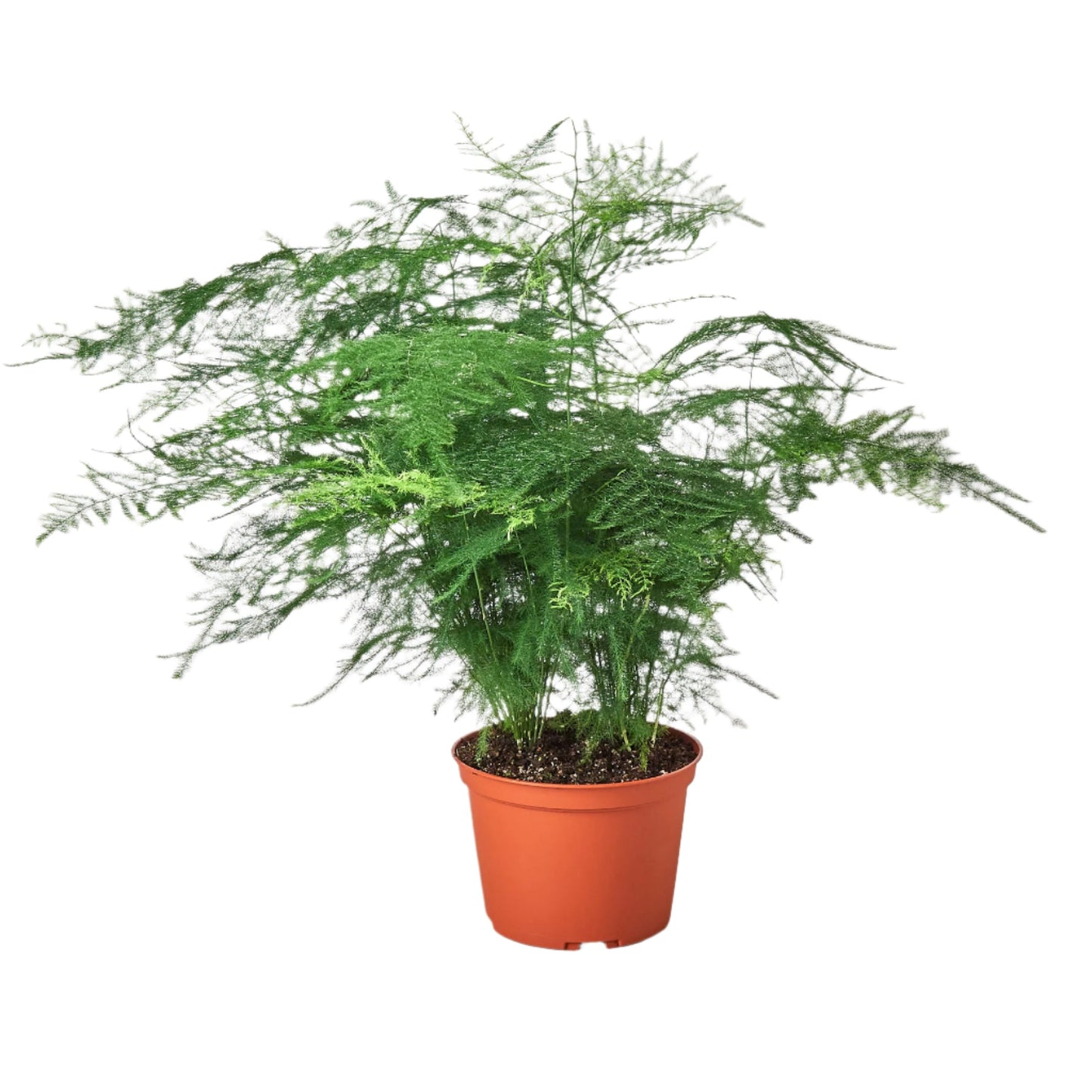 Fern Asparagus 'Plumosa' 6" potted plant