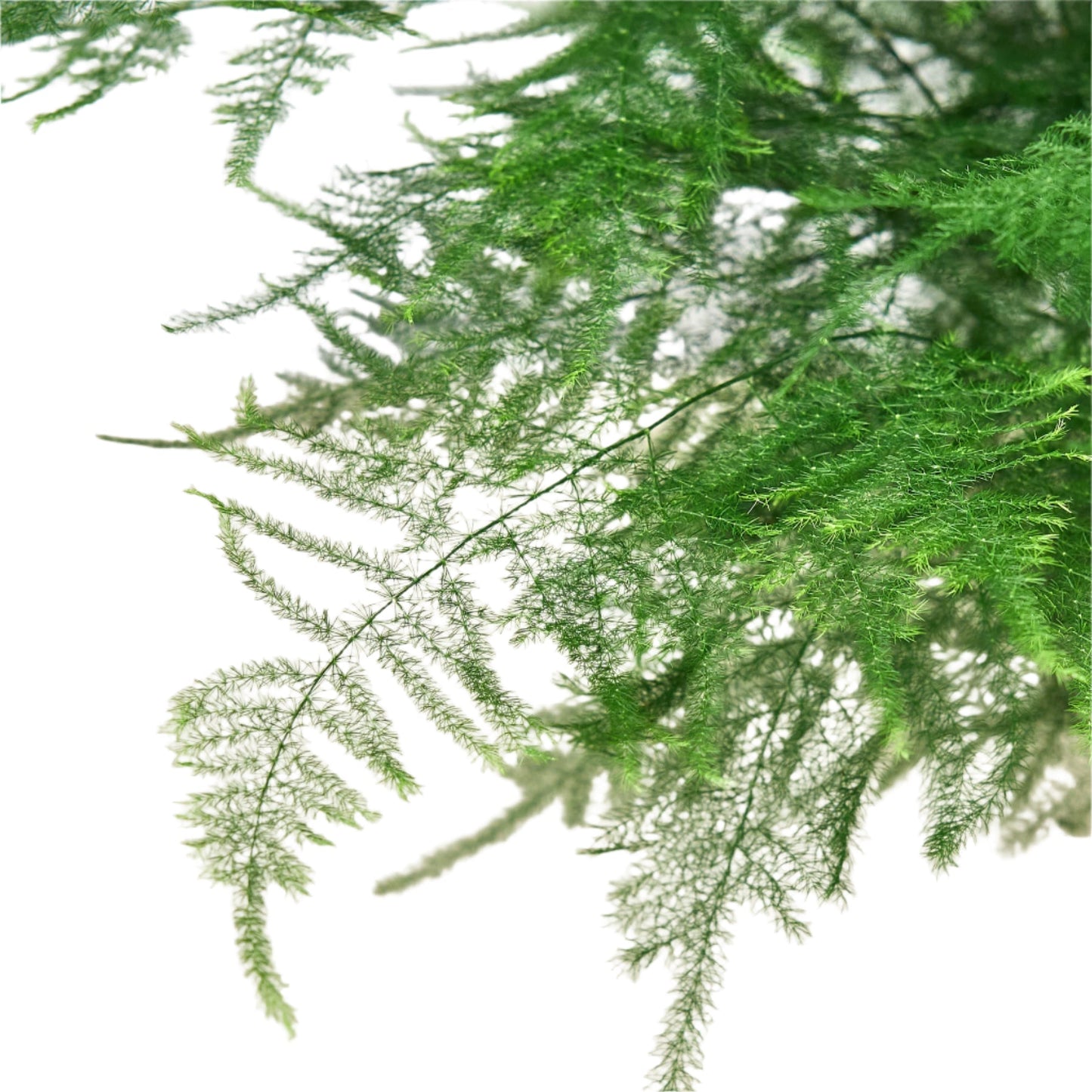 Fern Asparagus 'Plumosa' 6" potted plant