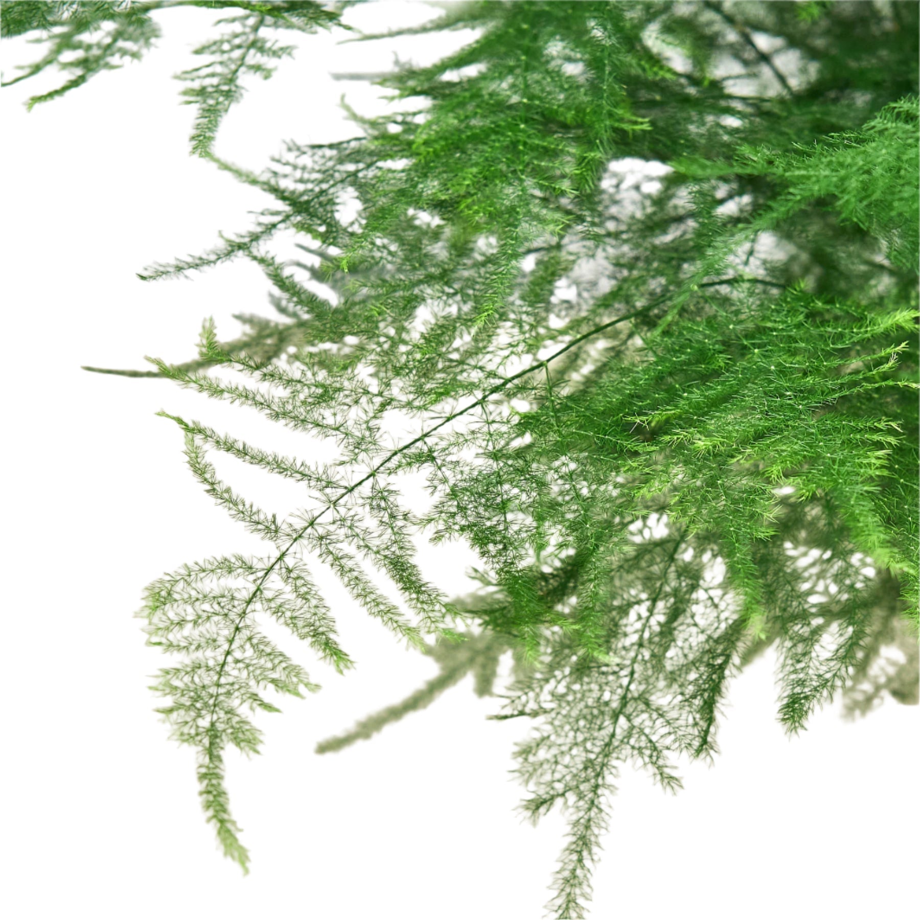 Fern Asparagus 'Plumosa' 6" potted plant