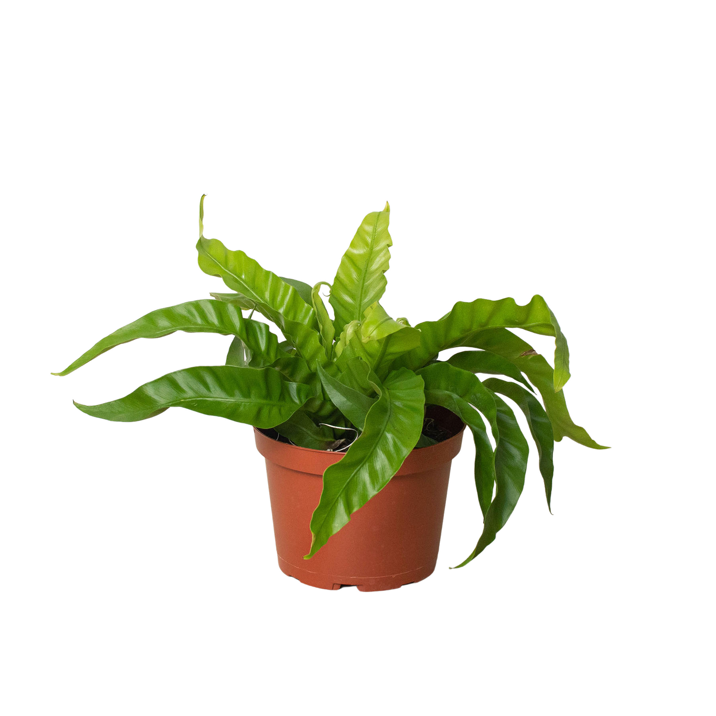 Fern 'Bird's Nest Hurricane' potted plant