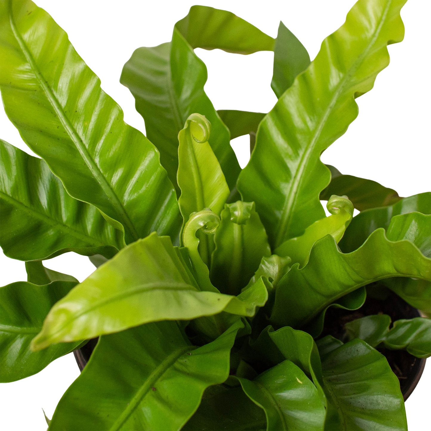 Fern 'Bird's Nest Hurricane' potted plant