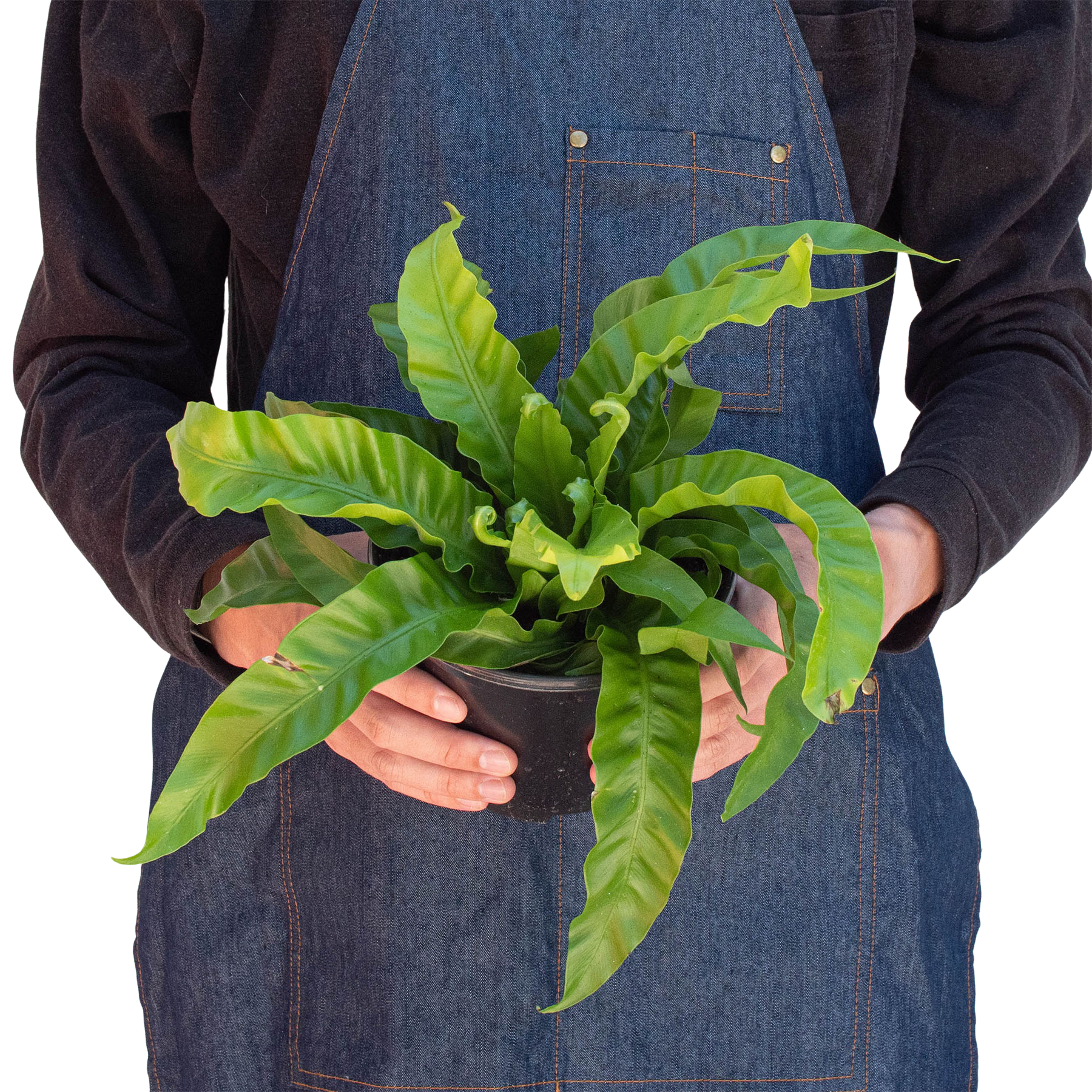Fern 'Bird's Nest Hurricane' potted plant
