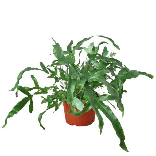 Fern 'Blue Star' potted plant