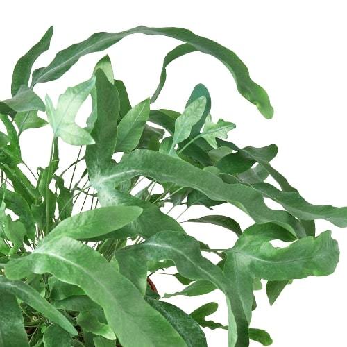 Fern 'Blue Star' potted plant