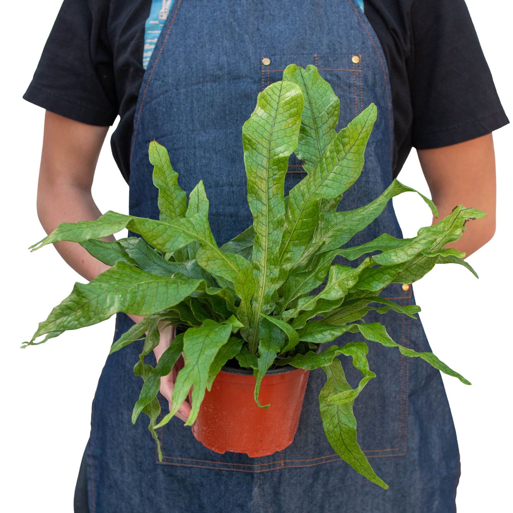 Fern 'Crocodile' potted plant