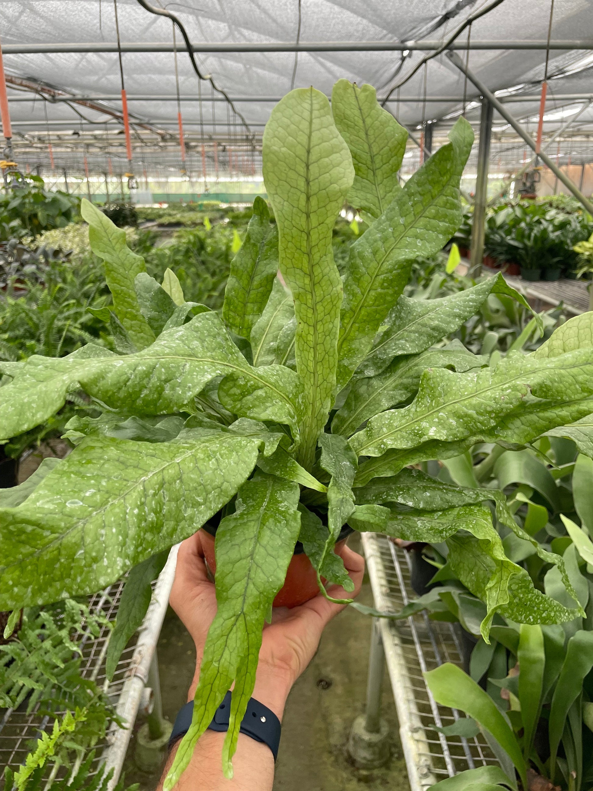 Fern 'Crocodile' potted plant