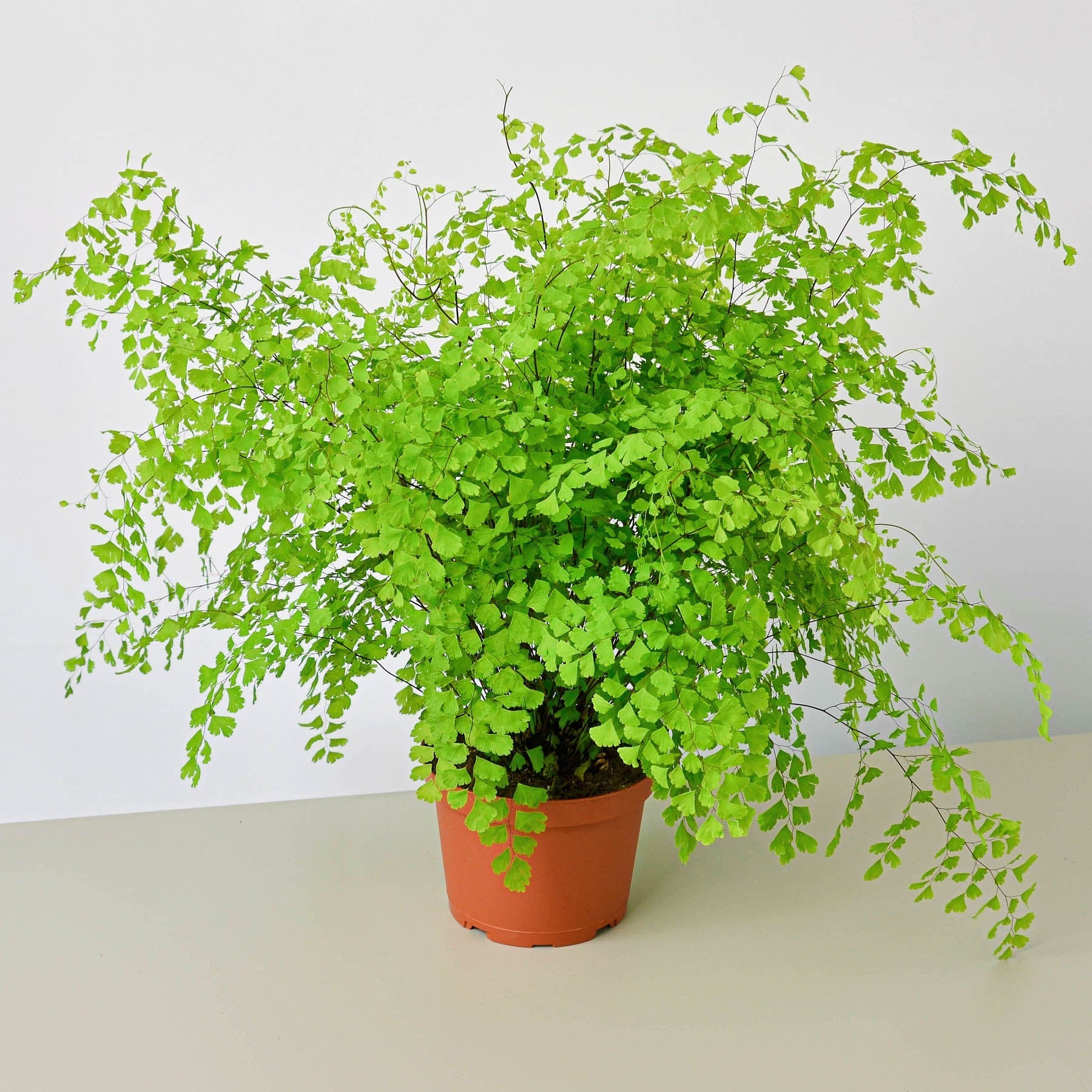 Maidenhair Fern potted plant
