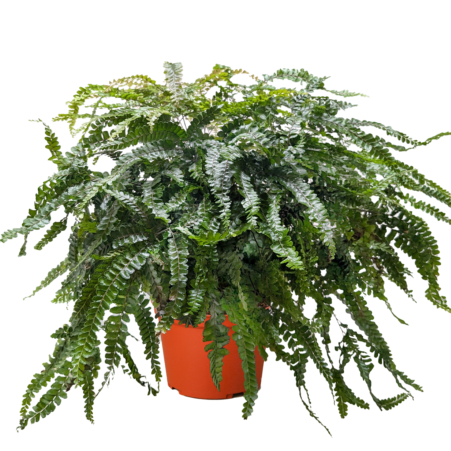Fern Rosy Maidenhair potted plant