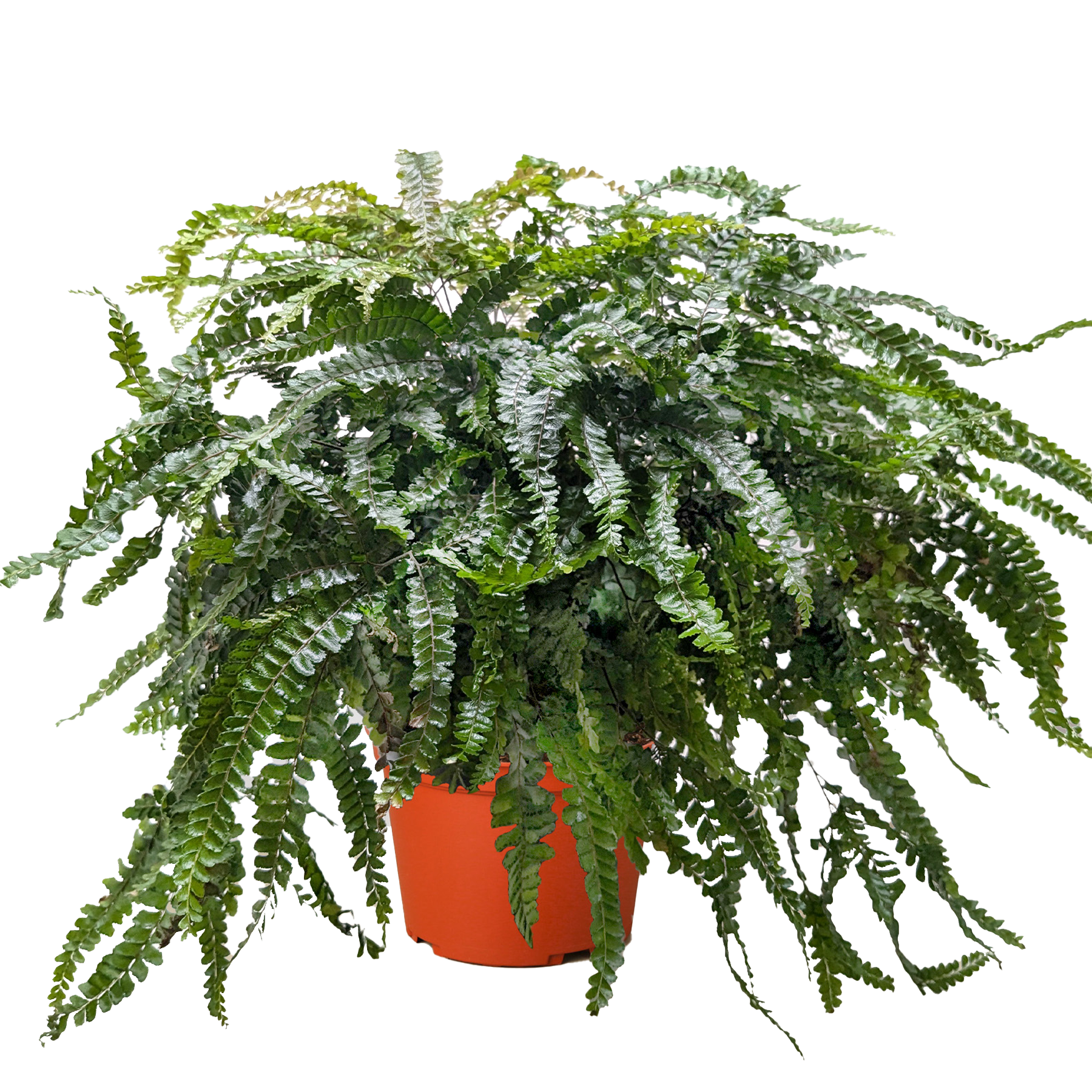 Fern Rosy Maidenhair potted plant