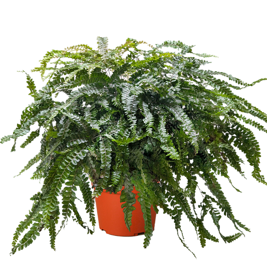 Fern Rosy Maidenhair potted plant