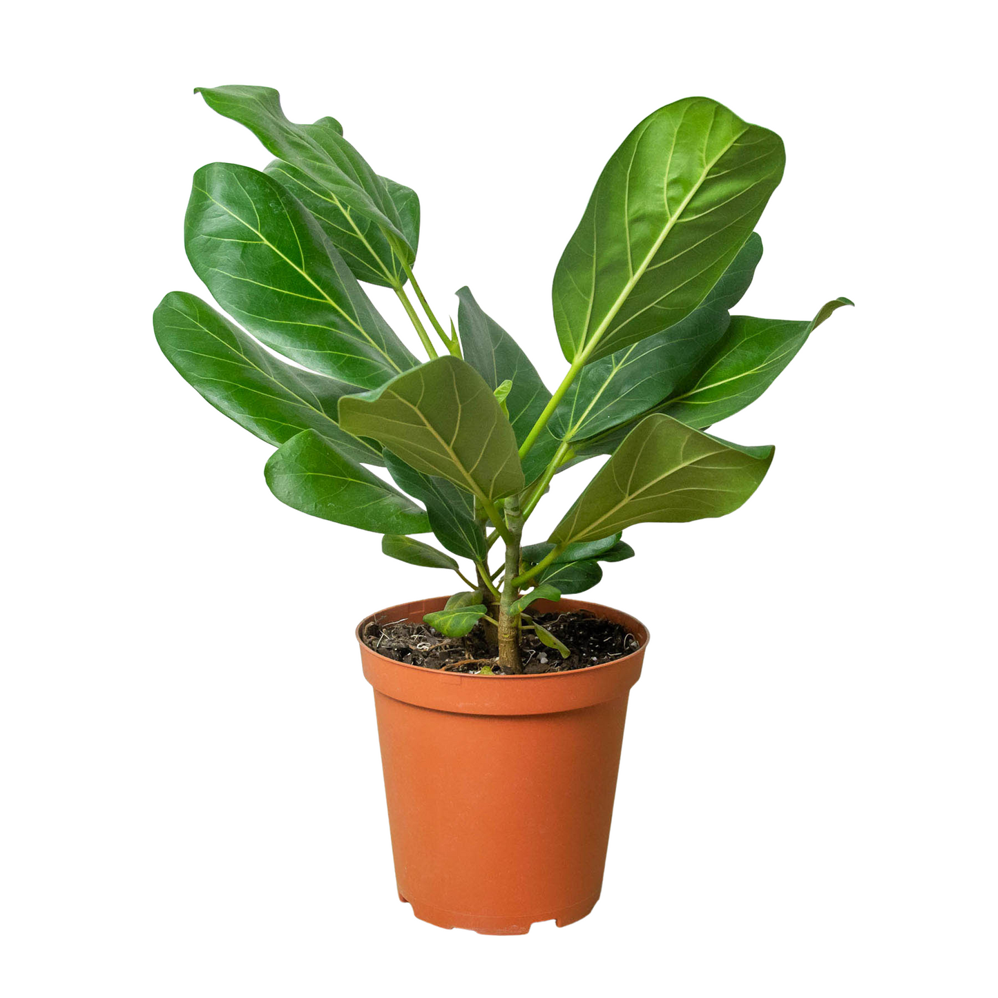 Ficus 'Audrey' potted plant