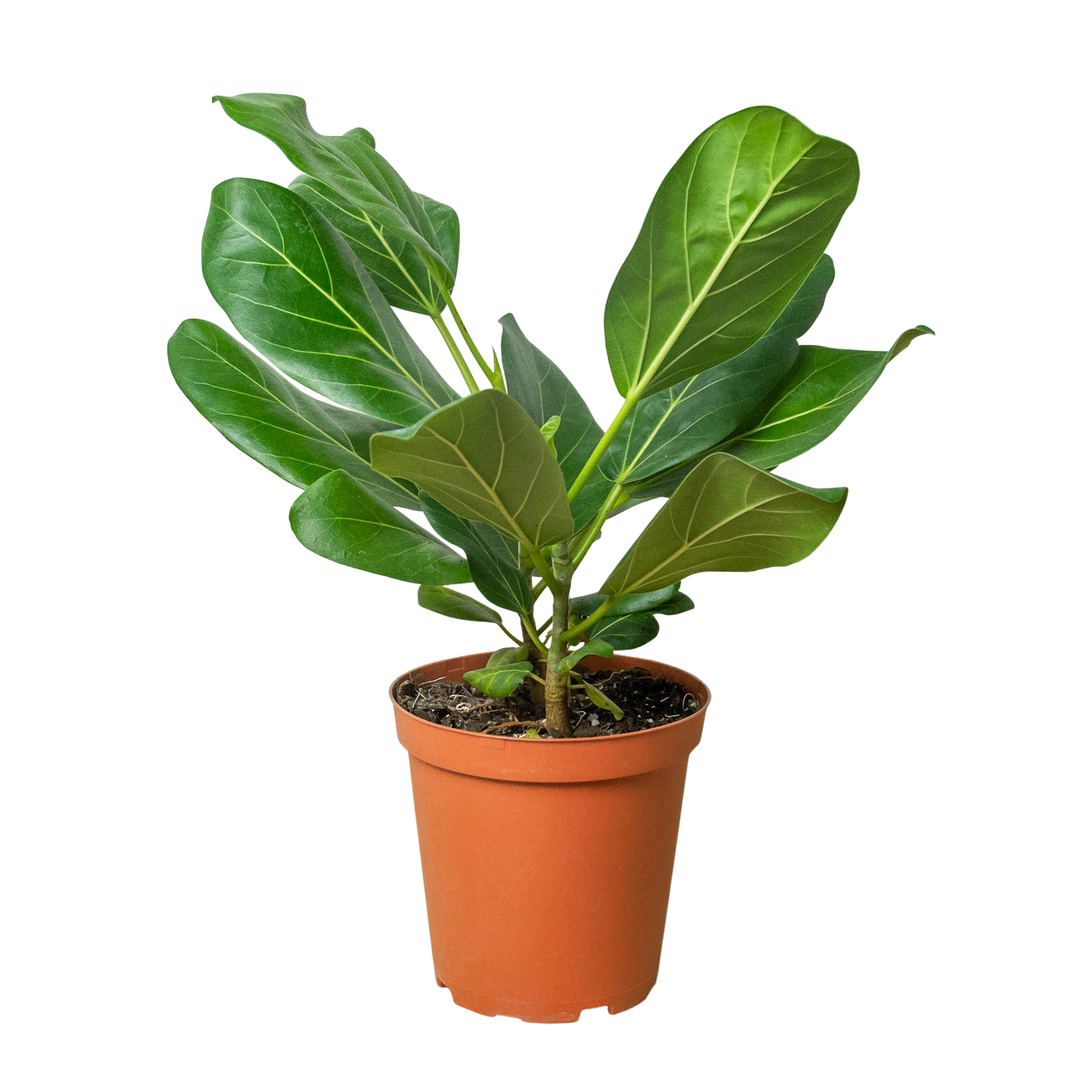 Ficus 'Audrey' potted plant