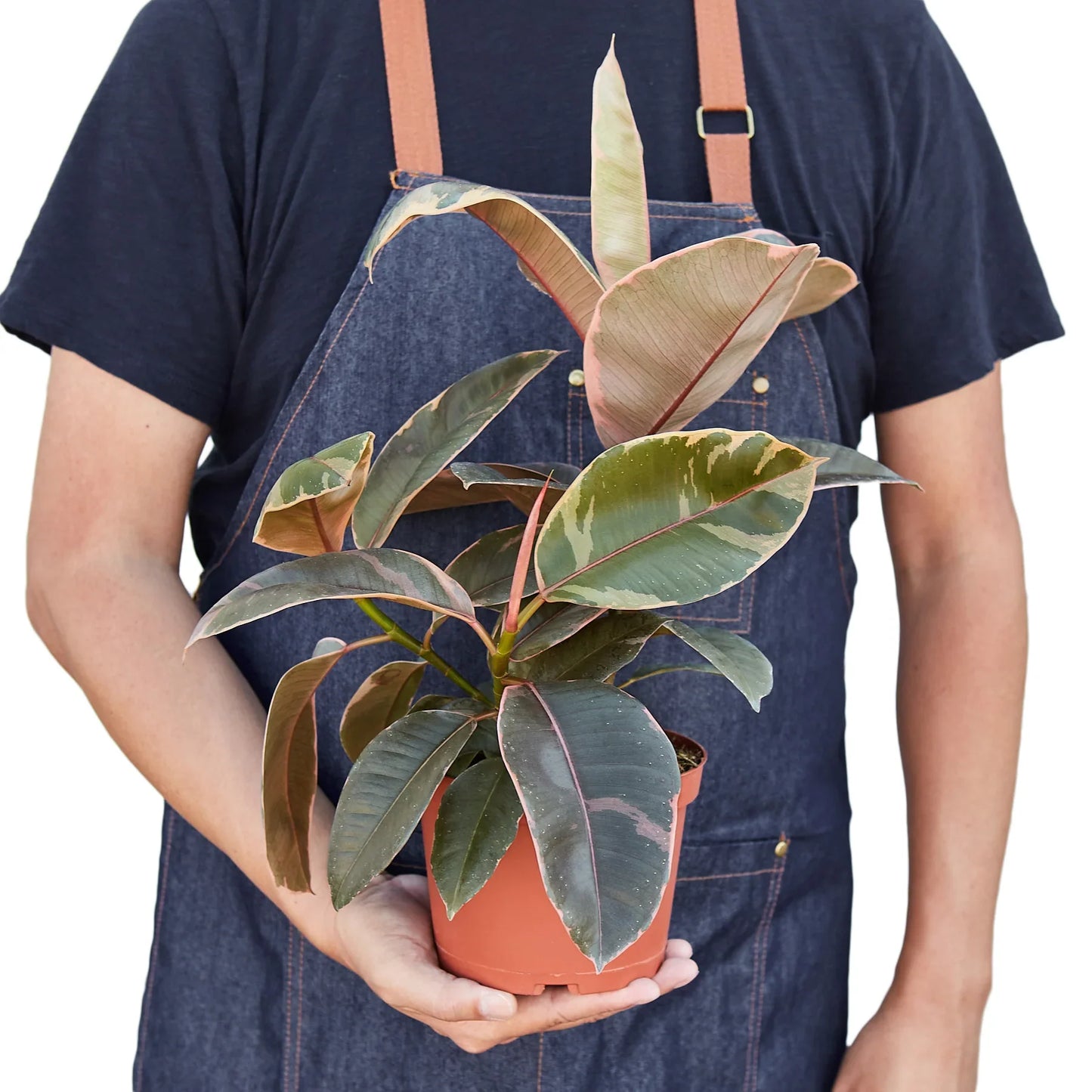 Ficus Elastica 'Ruby Pink' potted plant