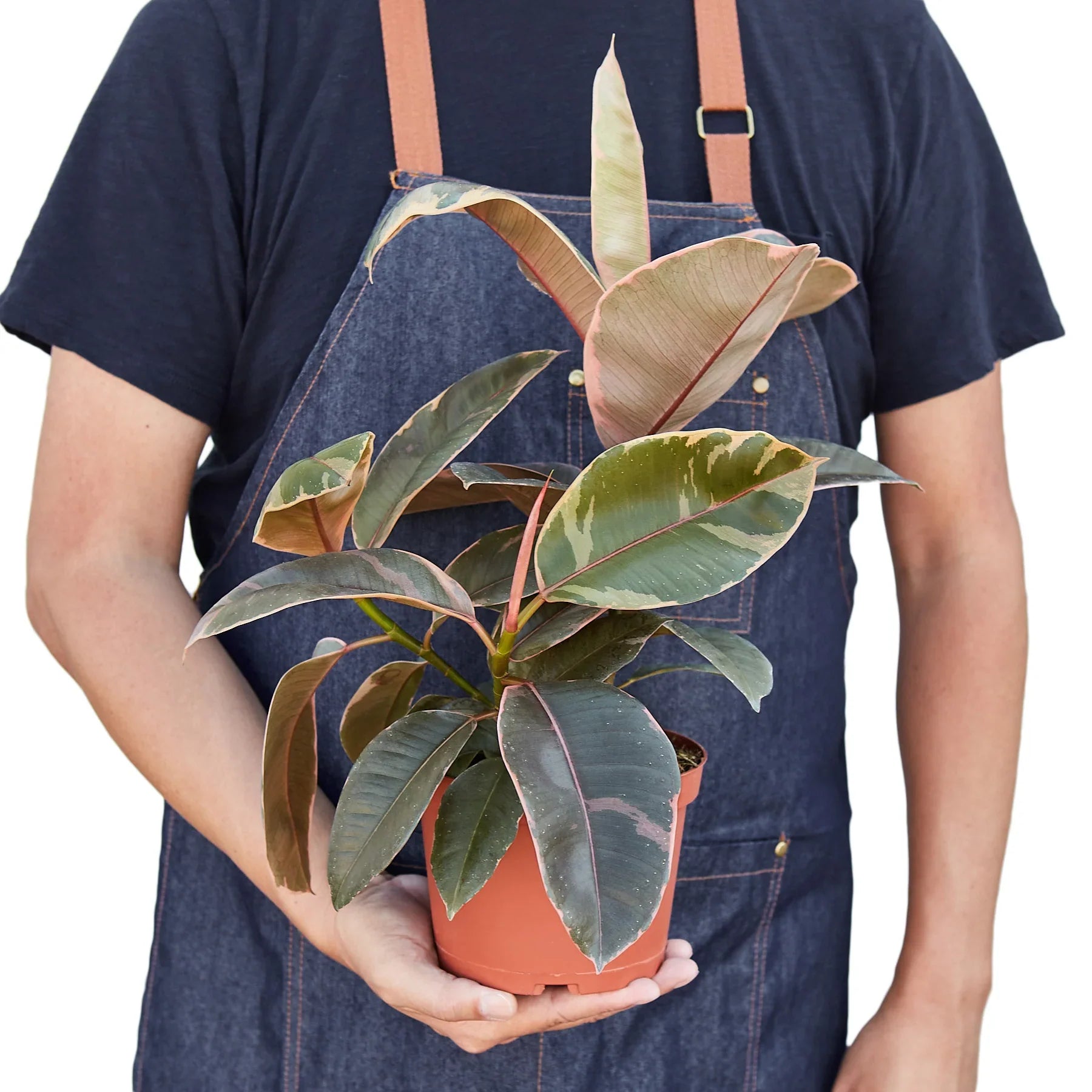 Ficus Elastica 'Ruby Pink' potted plant