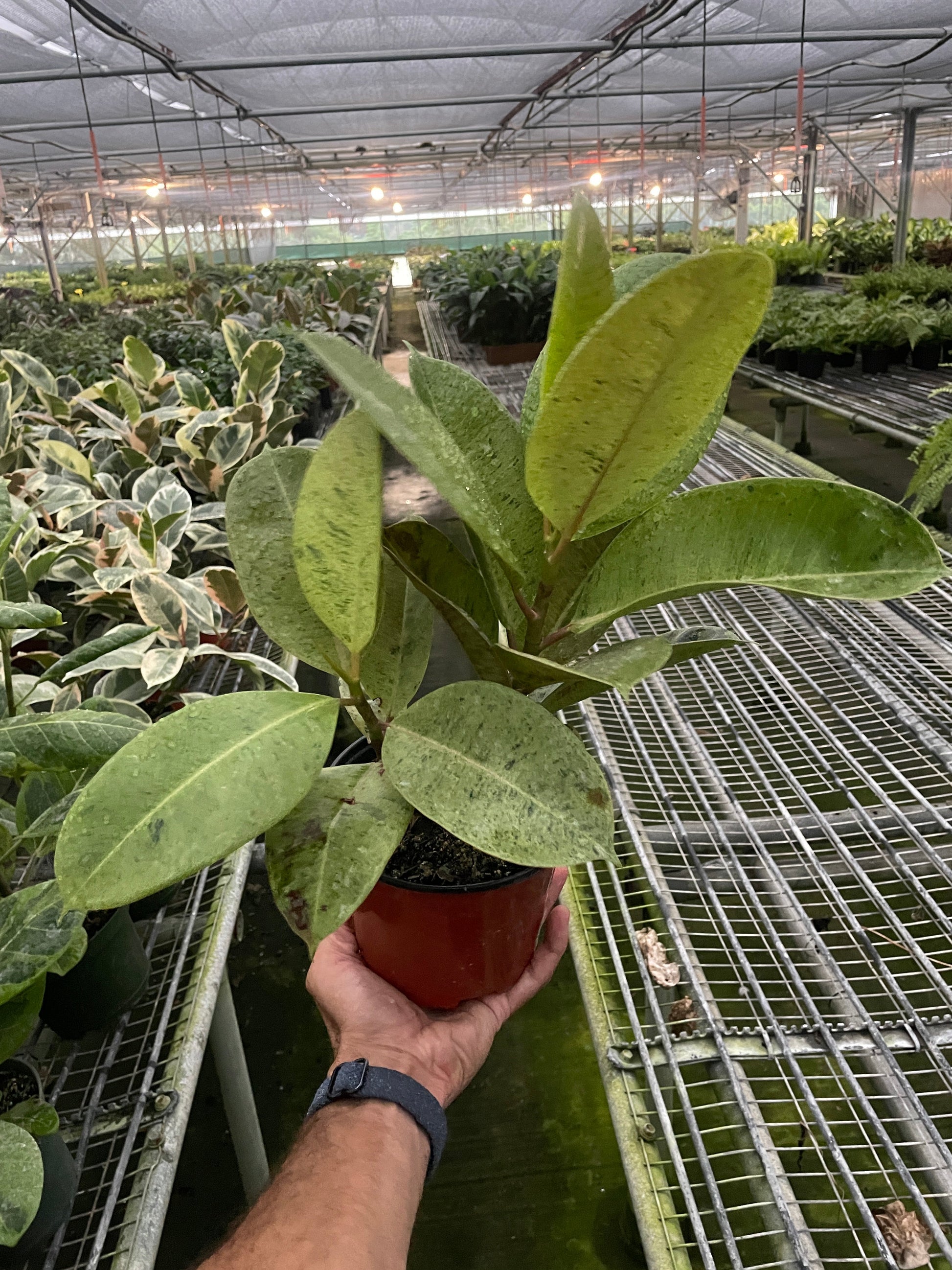 Ficus 'shivereana' (Moonshine) potted plant
