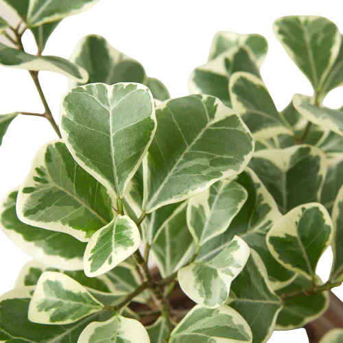 Ficus Elastica 'Triangularis' Variegated potted plant