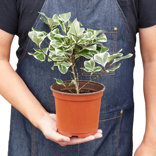Ficus Elastica 'Triangularis' Variegated potted plant
