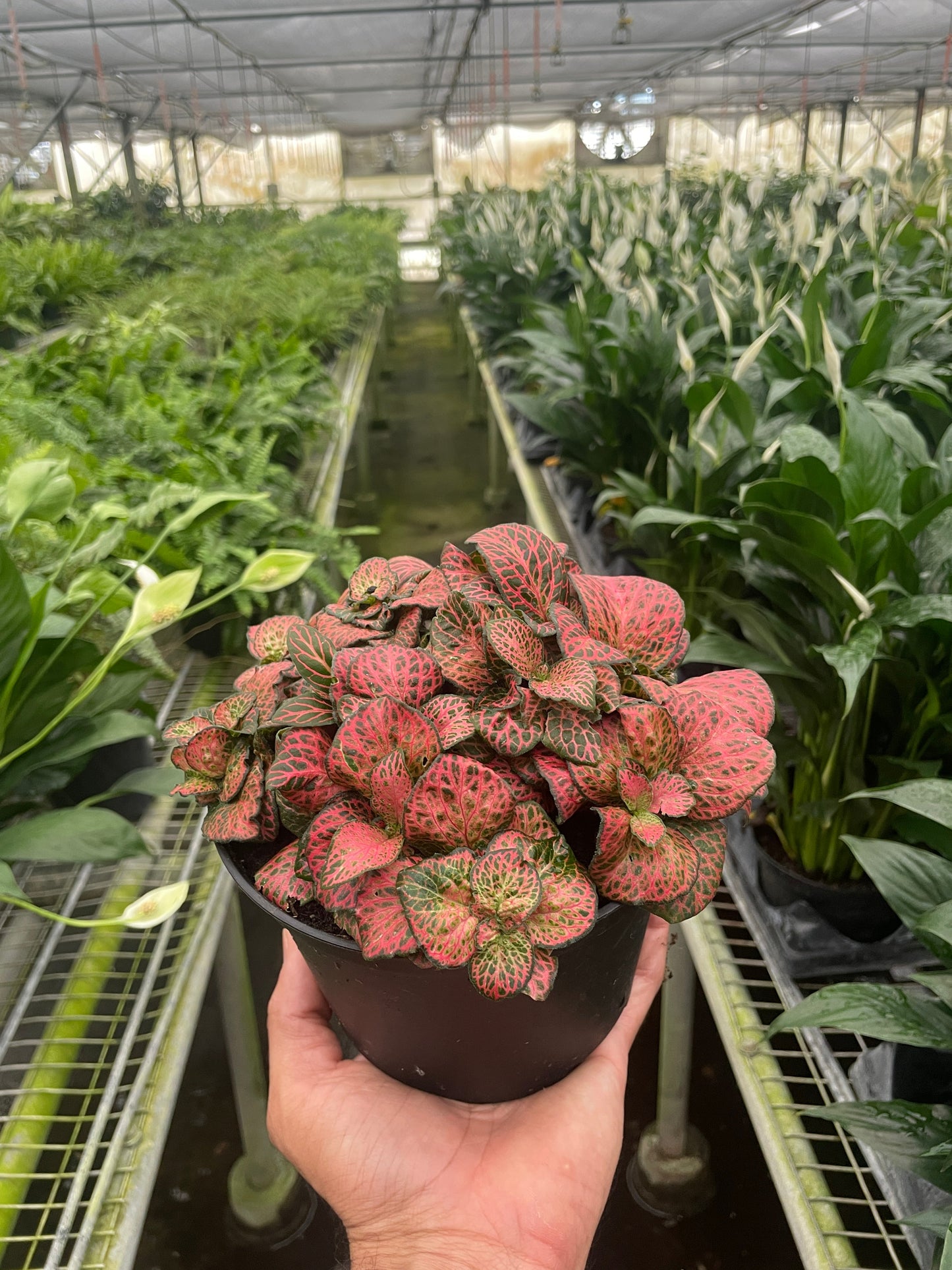 Fittonia 'Red' potted plant