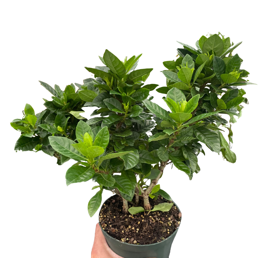 Gardenia 'Bush' potted plant