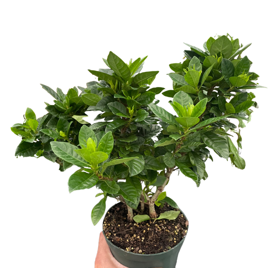 Gardenia 'Bush' potted plant
