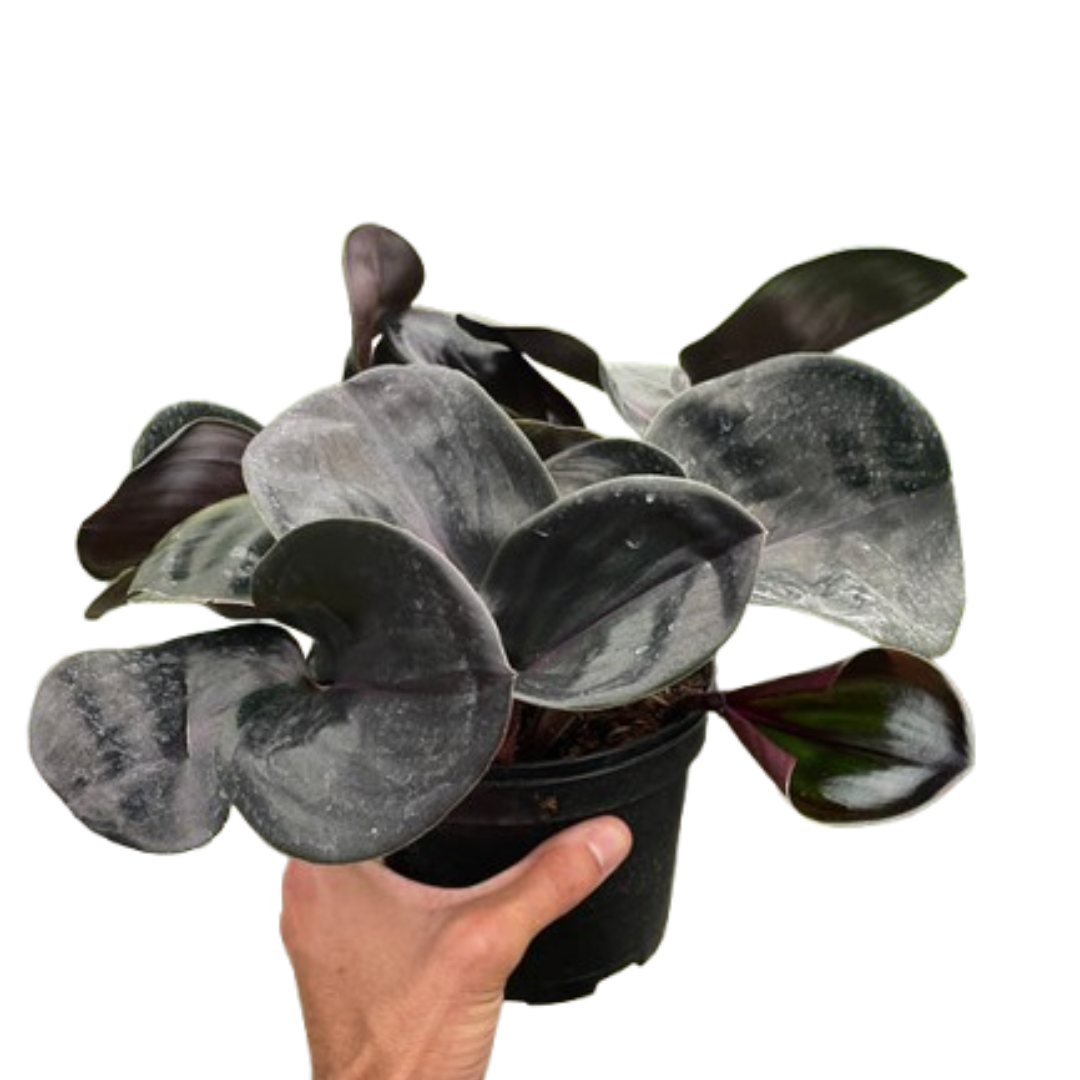 Geogenanthus 'Ciliatus' potted plant