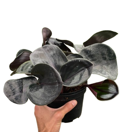 Geogenanthus 'Ciliatus' potted plant