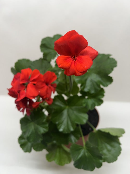 Geranium Red potted plant