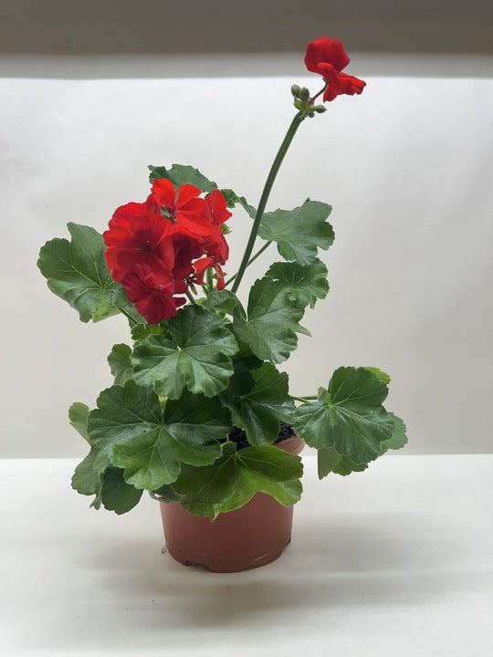 Geranium Red potted plant