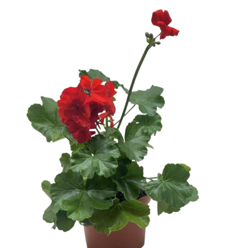 Geranium Red potted plant