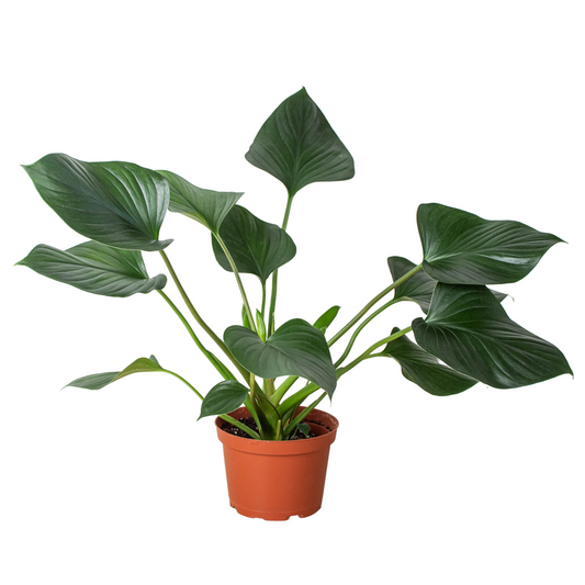 Homalomena 'Emerald Gem' potted plant
