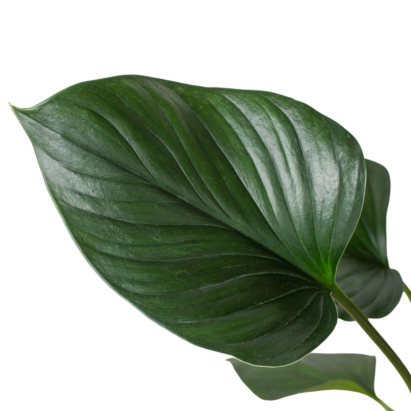 Homalomena 'Emerald Gem' potted plant