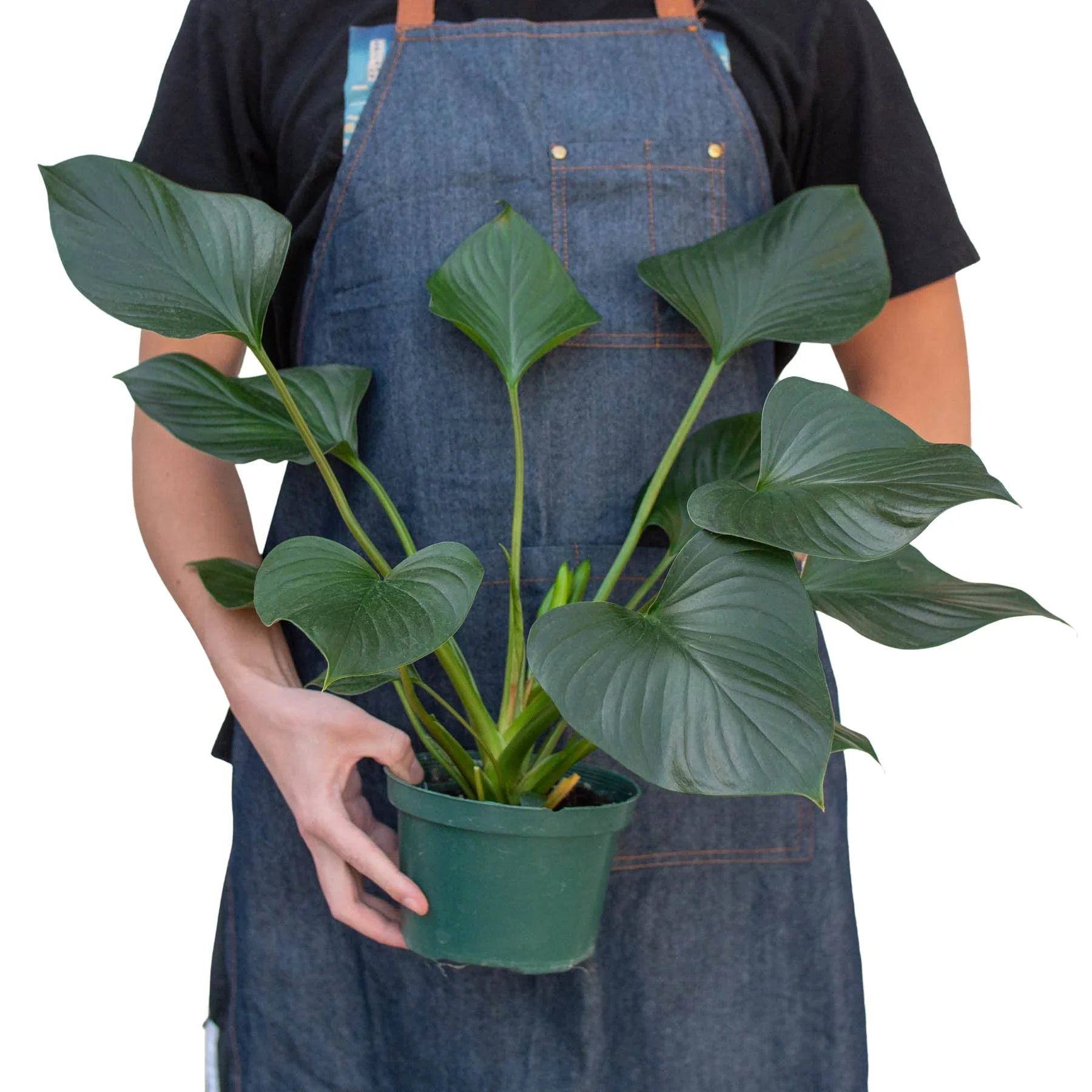 Homalomena 'Emerald Gem' potted plant
