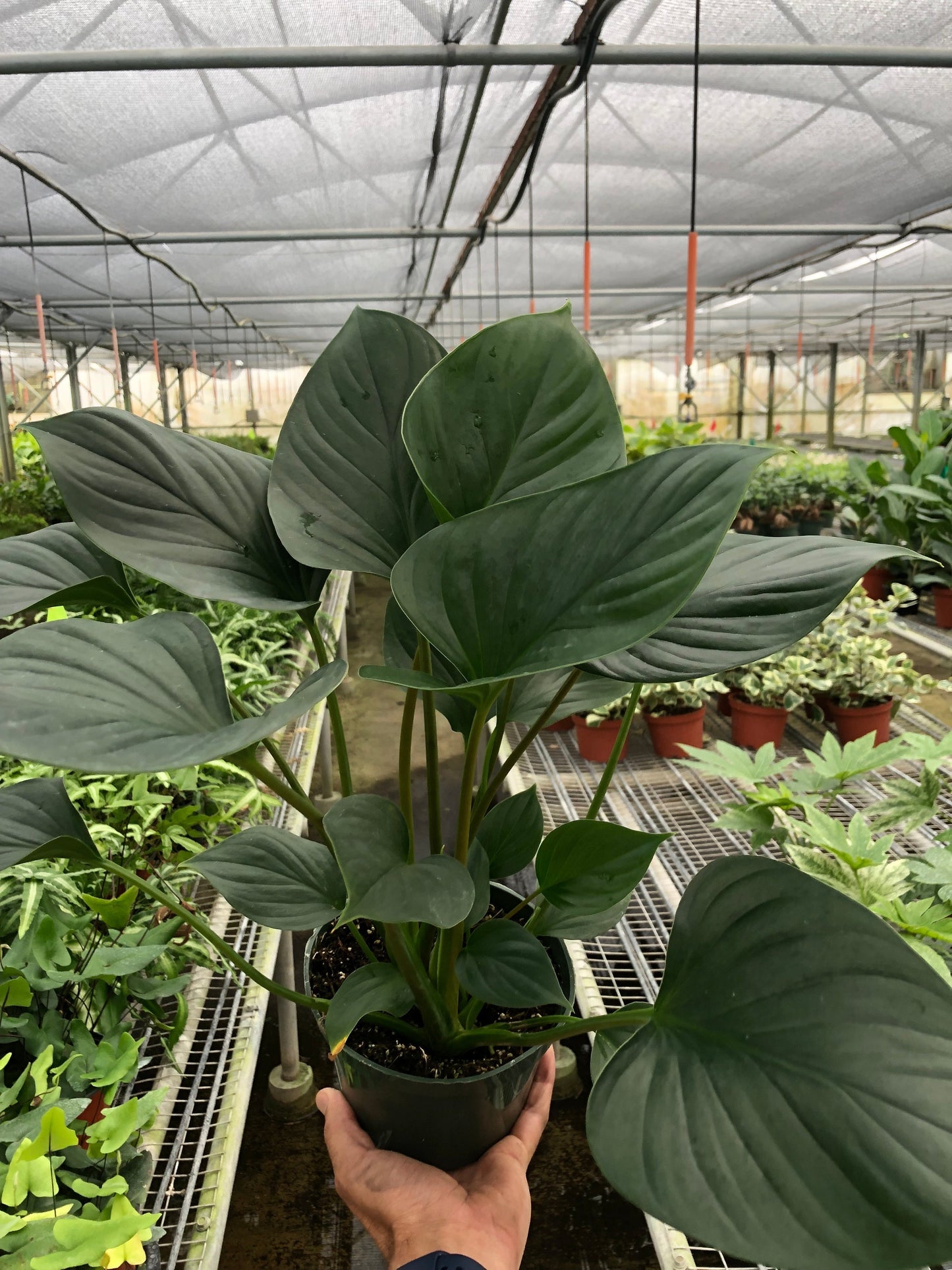 Homalomena 'Emerald Gem' potted plant