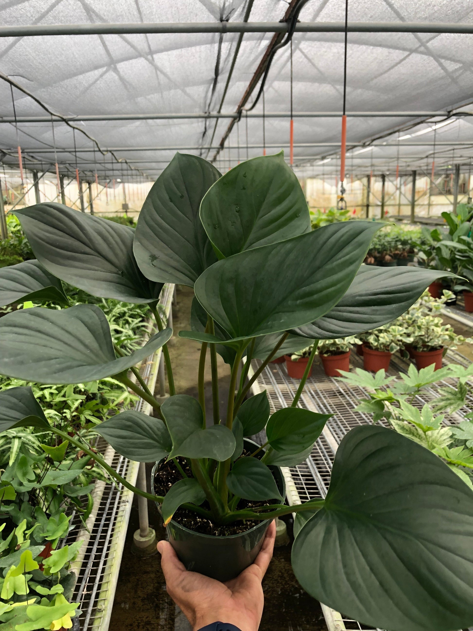 Homalomena 'Emerald Gem' potted plant
