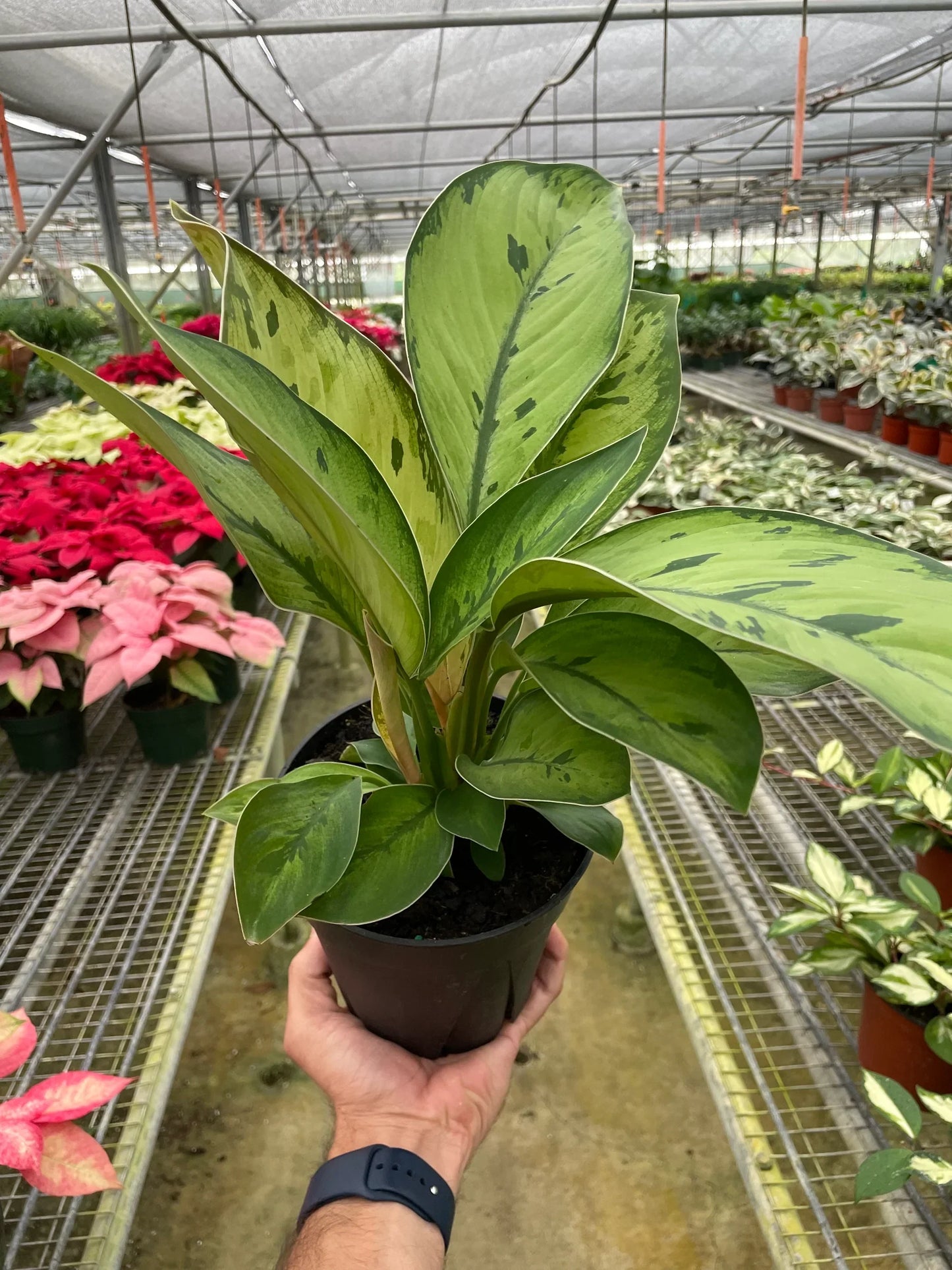 Homalomena 'Selby' potted plant