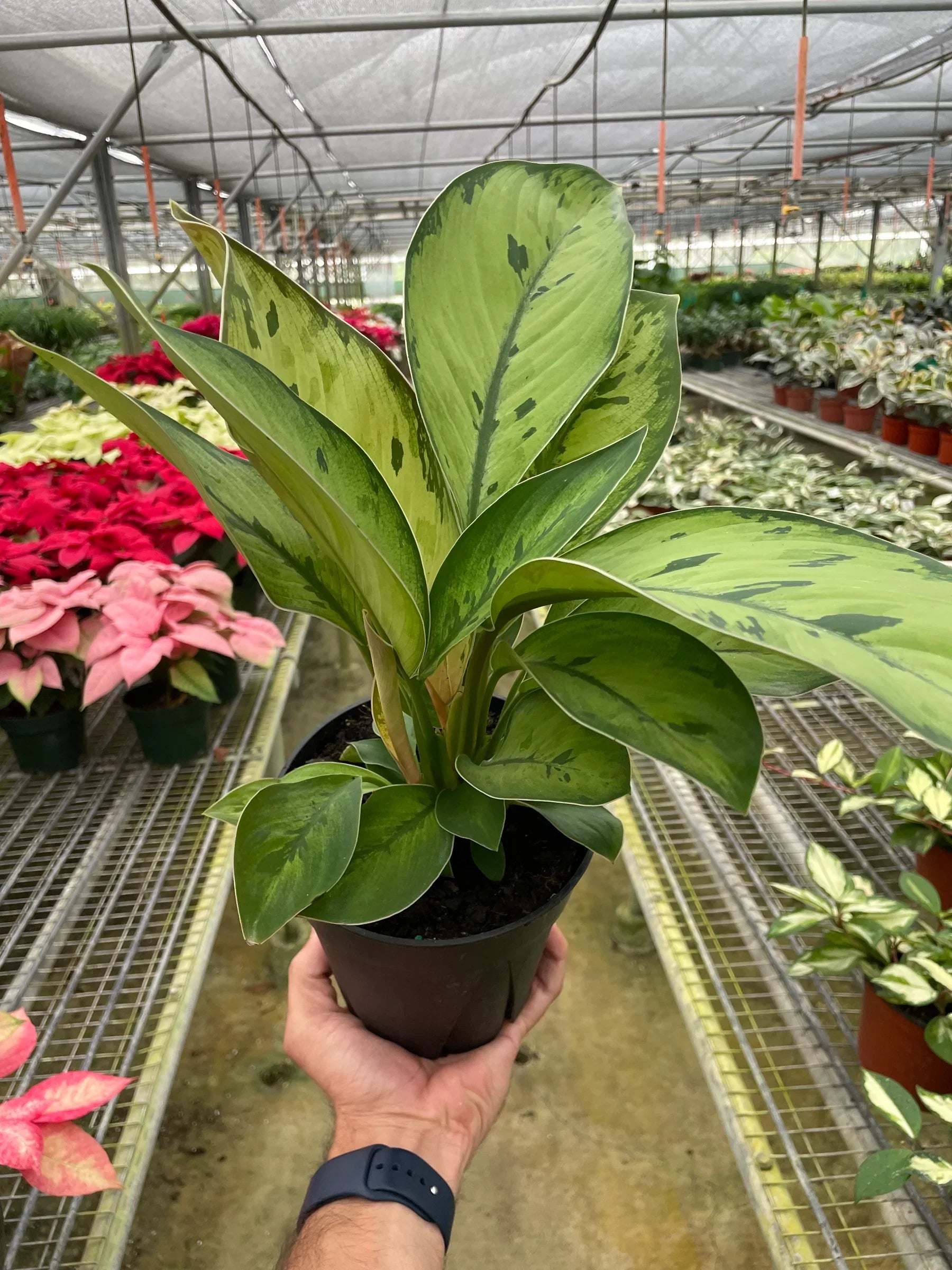 Homalomena 'Selby' potted plant