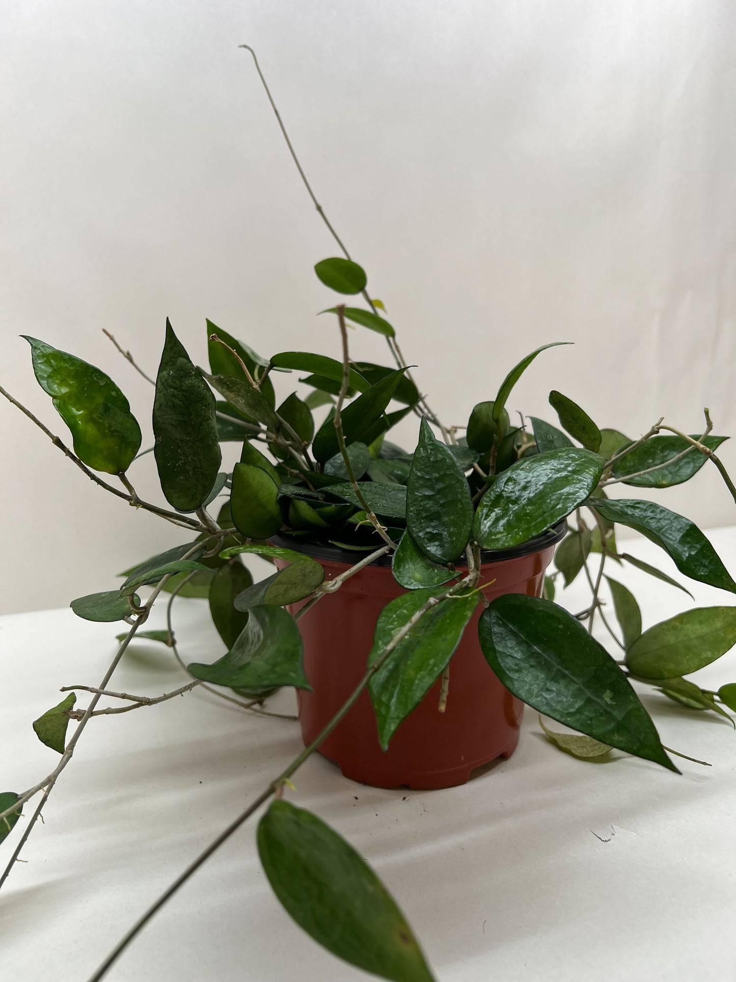 Hoya 'Black Margin' potted plant